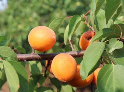 > 产品详情 密香杏是杏的新品种,成熟早,果型好,色泽金黄,肉质